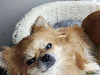 Chihuahua dogs Chihuahua cross breed - Advert 17