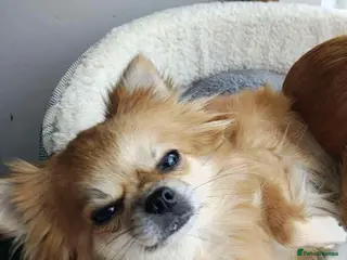 Chihuahua dogs Chihuahua cross breed - Advert 10