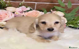 Miniature Dachshund dogs for sale: READY NOW STUNNING KC CREAM MINI DACHSHUNDS  - Image 17