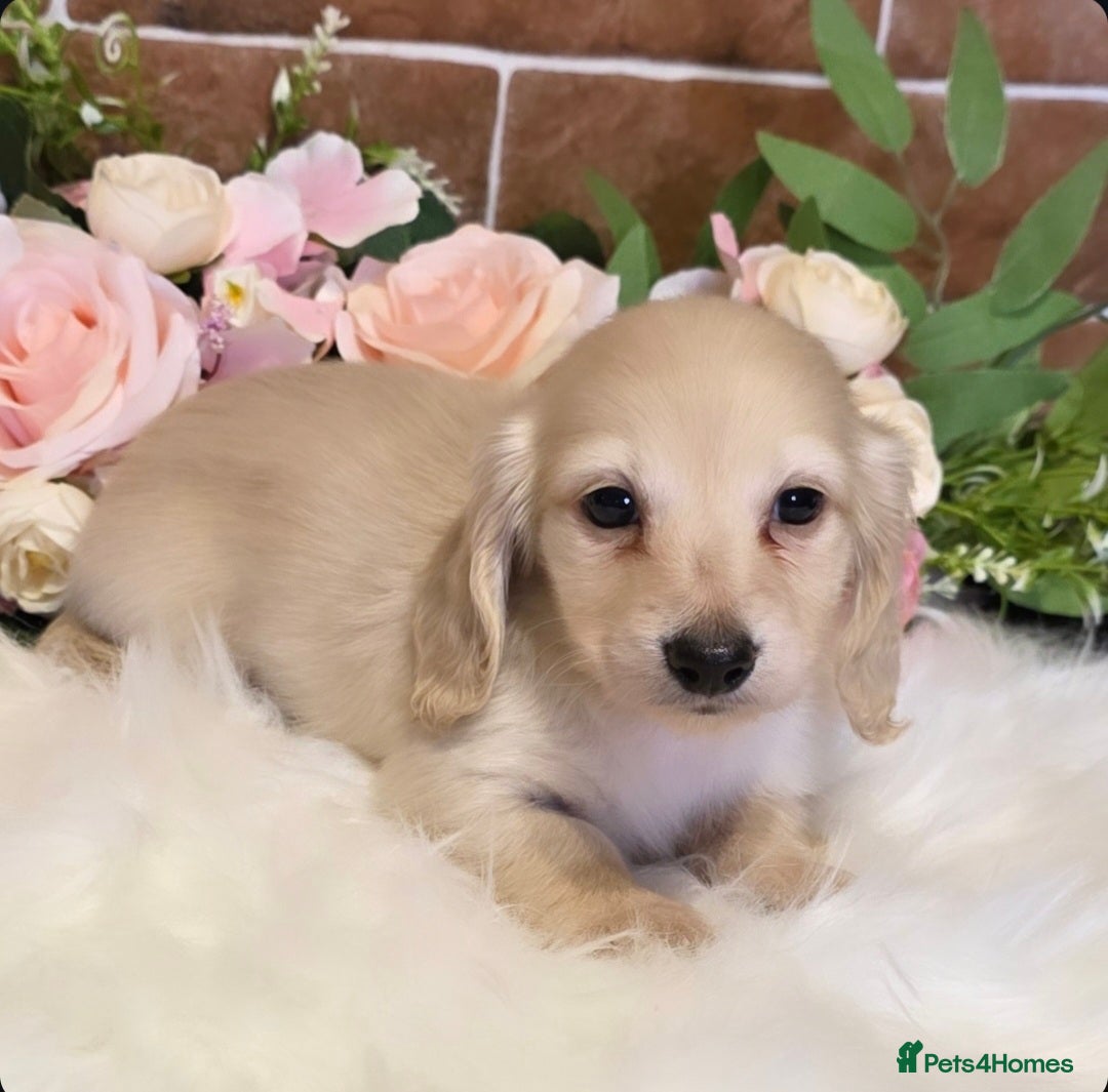 Miniature Dachshund dogs for sale: READY NOW STUNNING KC CREAM MINI DACHSHUNDS  - Image 17