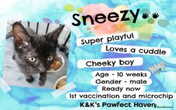 Domestic Shorthair cats for sale: Kittens and cats for adoption.  - Image 12