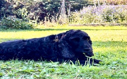 Cocker Spaniel dogs for sale: Beautiful pedigree show type cocker spaniels - Image 14