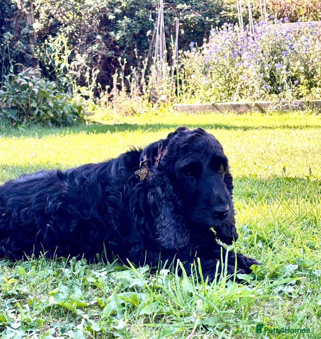 Cocker Spaniel dogs for sale: Beautiful pedigree show type cocker spaniels - Image 14