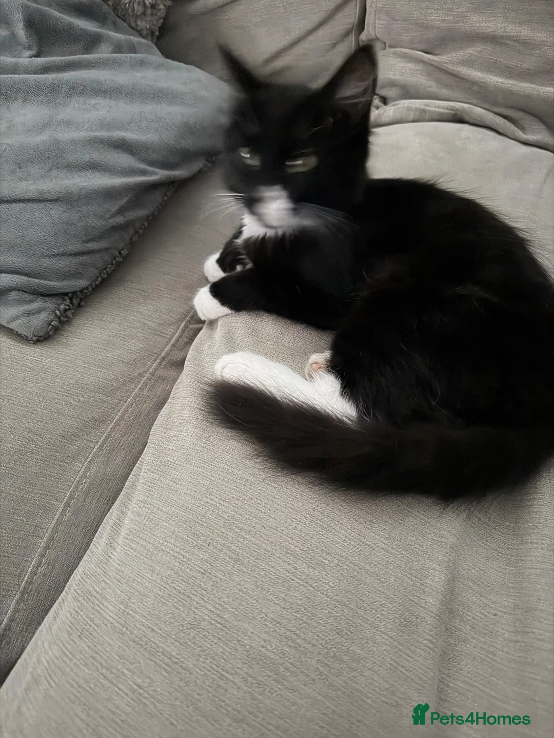 Mixed Breed cats for sale: Boots  in Rugby - Advert 2