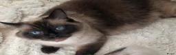 Ragdoll cats for sale: Gorgeous Ragdoll kittens  in Larkhall - Advert 1