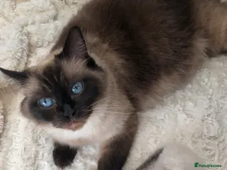 Ragdoll cats Gorgeous Ragdoll kittens - Advert 14
