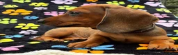 Dachshund dogs for sale: Dachshund Puppies ready for their forever homes - Advert 27