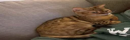 Mixed Breed cats for adoption: ❤️🐱 ROSIE – A LITTLE BENGAL SHADOW in Ashtead - Advert 8
