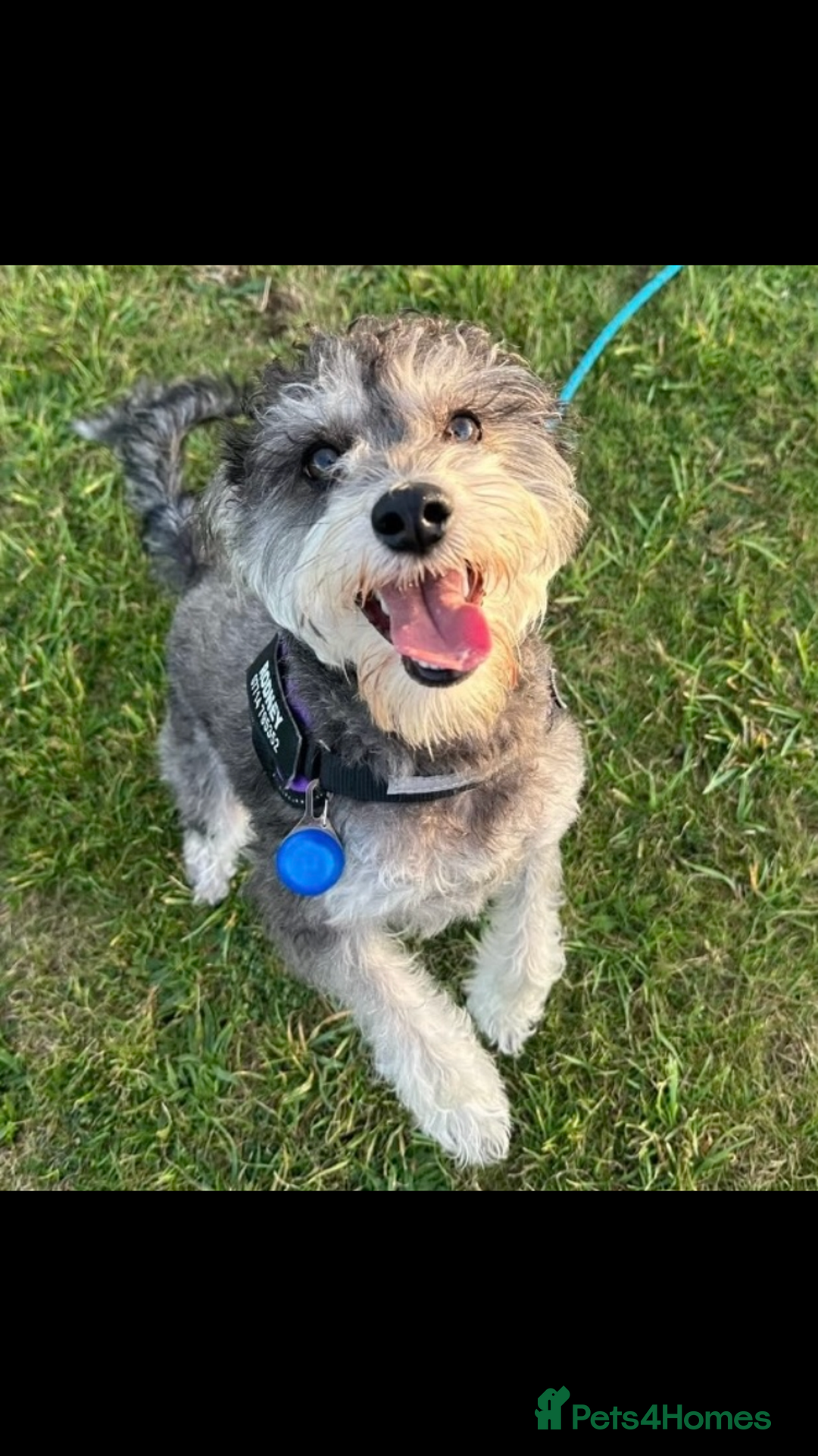 Schnoodle dogs for stud: F1 schnoodle stud  - Advert 1