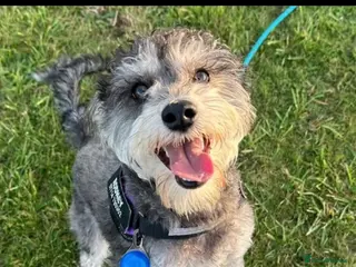 Schnoodle dogs F1 schnoodle stud - Advert 2