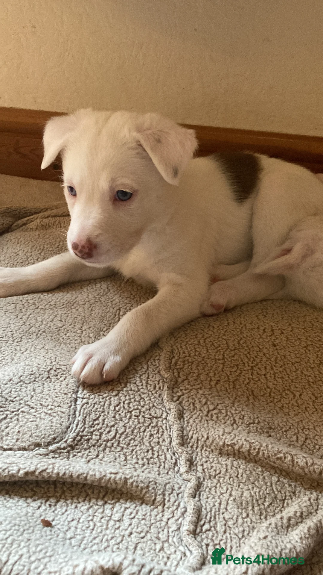 Mixed Breed dogs for sale: Stunning Sprollie puppies for sale in Gourock - Advert 19