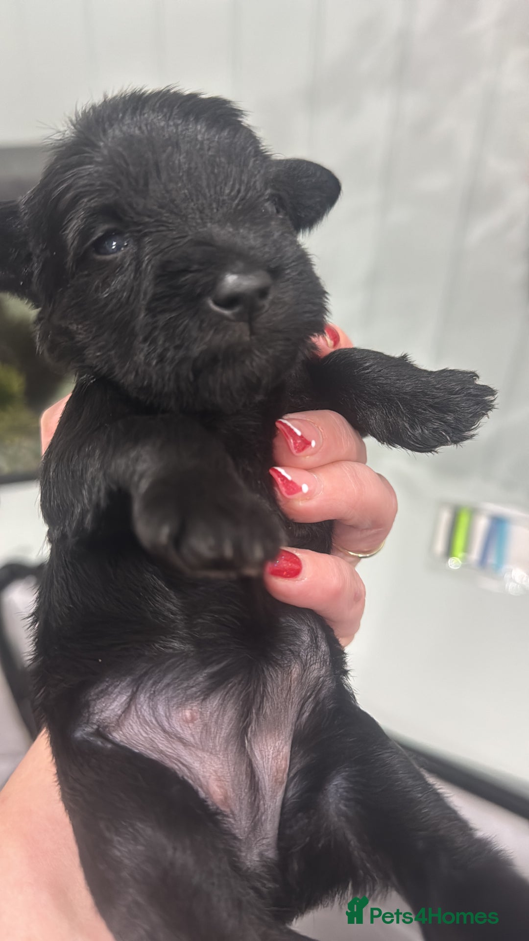 Miniature Schnauzer dogs for sale: Miniature Schnauzer pups for sale - Advert 22