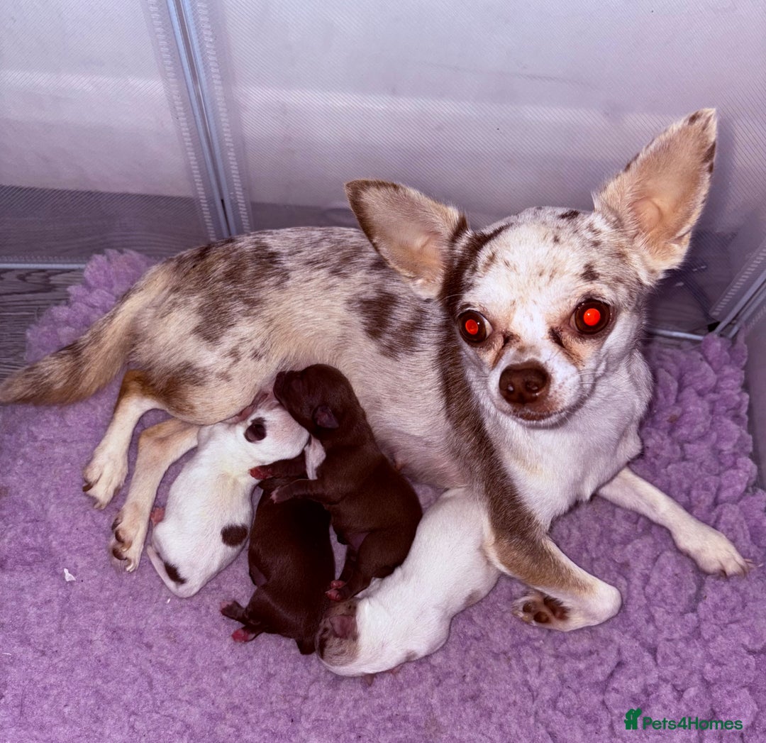 Chihuahua dogs for sale: 💕Stunning chihuahua pups 💕 - Image 24