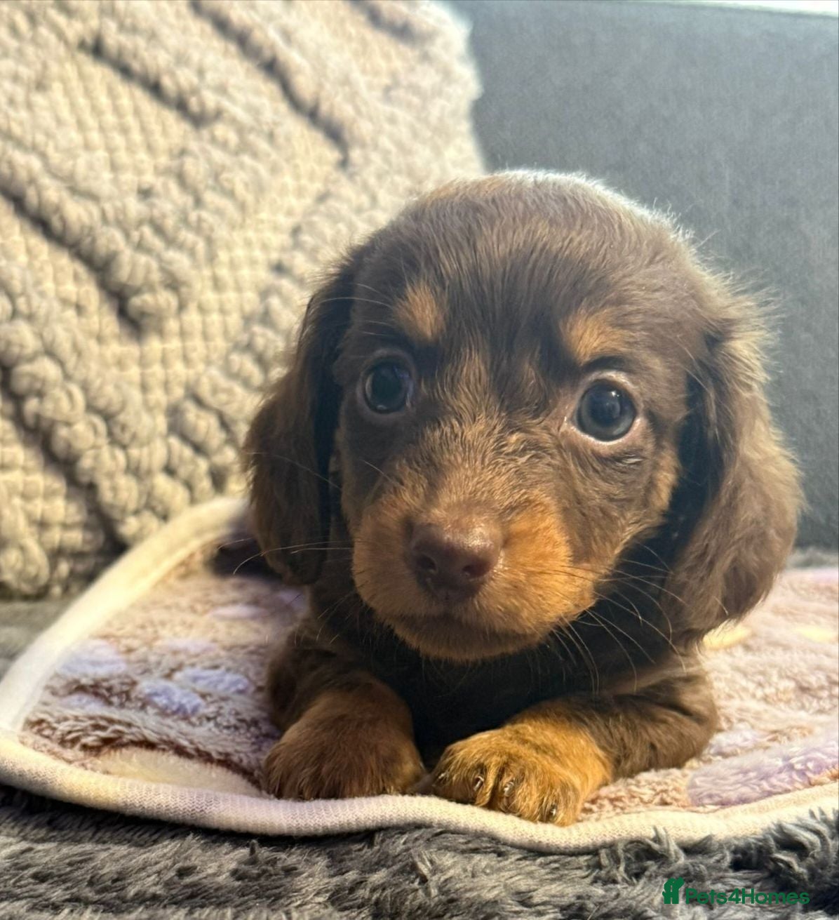 Dachshund dogs Long hair dachshund puppies 🩷 - Advert 4