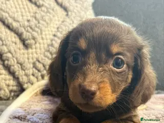 Dachshund dogs Long hair dachshund puppies 🩷 - Advert 4