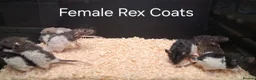 Rat rodents for sale: Baby Dumbo Rat's  - Advert 5