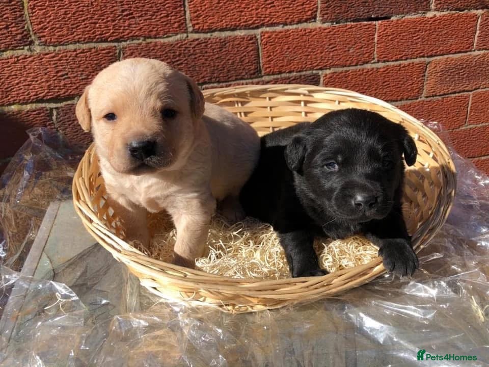 Labrador Retriever dogs Gorgeous LABRADOR Puppies - Advert 1