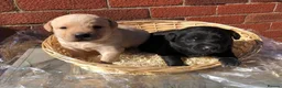 Labrador Retriever dogs for sale: Gorgeous LABRADOR Puppies - Advert 1