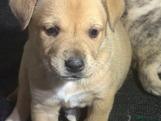 Mixed Breed dogs american akita - Advert 1