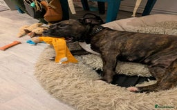 Staffordshire Bull Terrier dogs for sale: 3 yr old beautiful brindle staffy female - Image 4