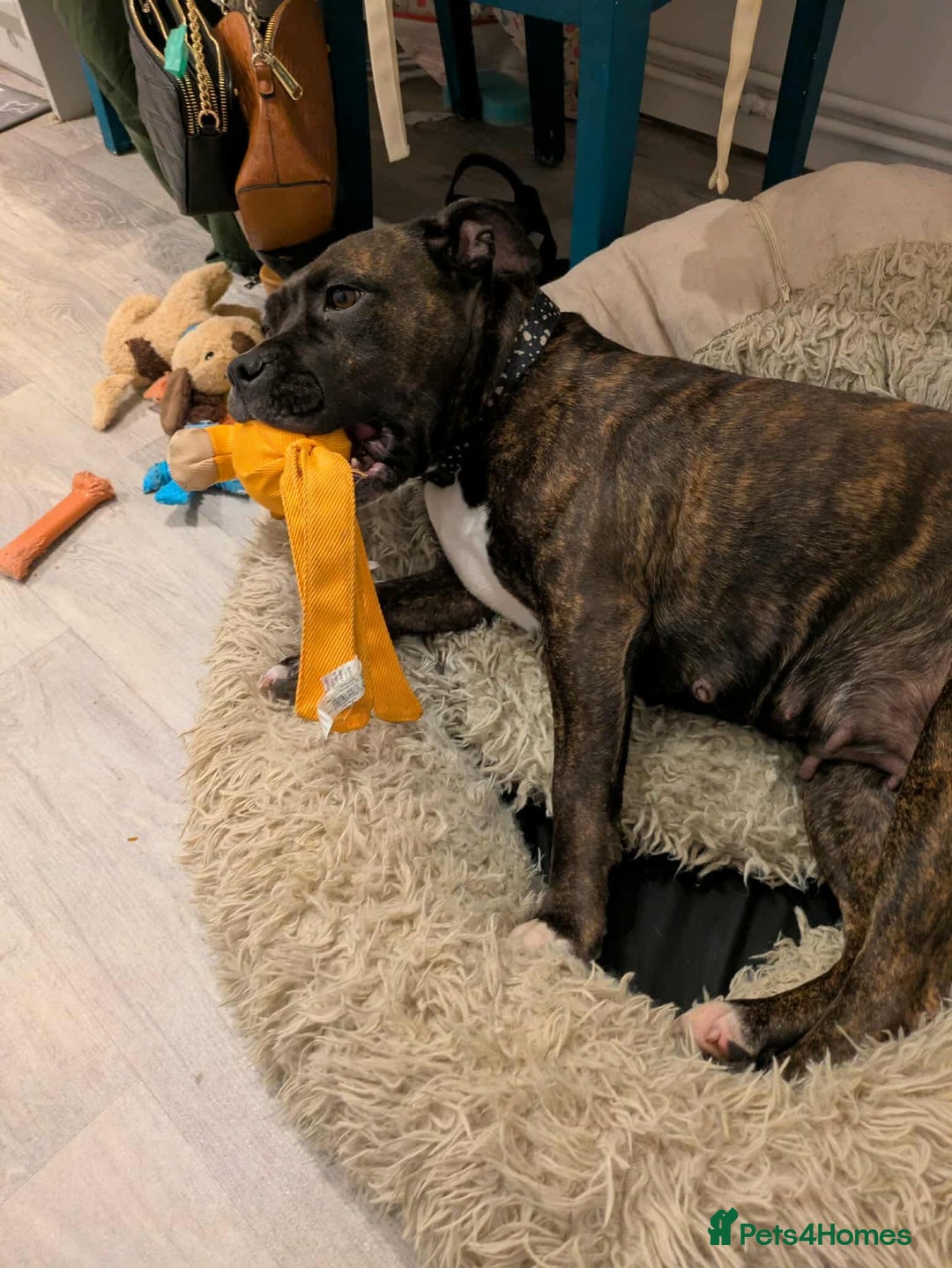 Staffordshire Bull Terrier dogs for sale: 3 yr old beautiful brindle staffy female - Image 4