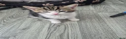 Mixed Breed cats for sale: Cute, Adorable kitten - Advert 6