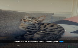 Bengal cats for sale: 5 month old bengal  - Image 6