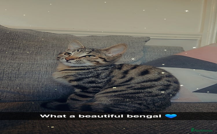 Bengal cats 6 month old bengal  - Advert 9
