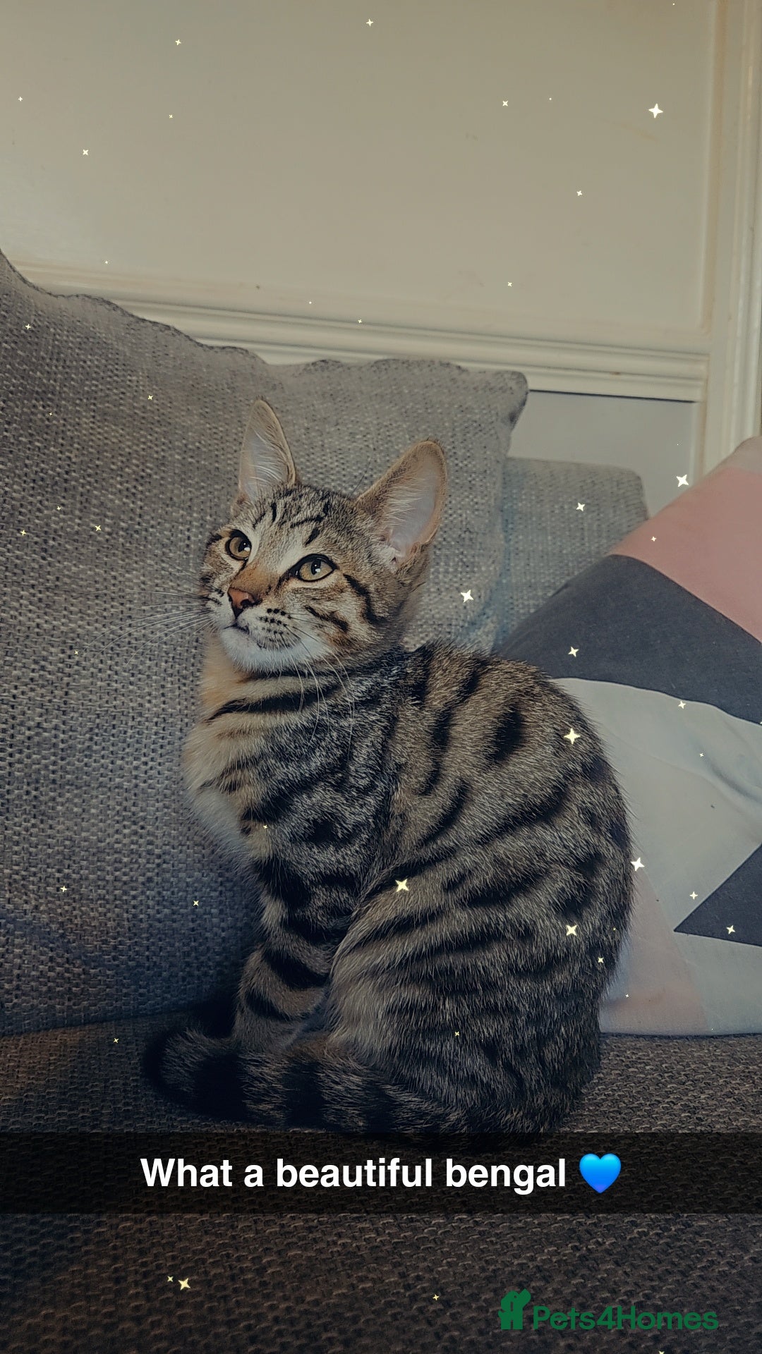 Bengal cats for sale: 5 month old bengal  - Image 6