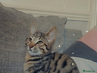 Bengal cats 6 month old bengal - Advert 15