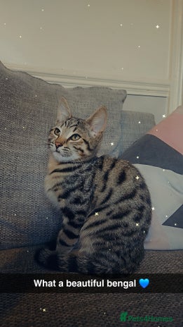 Bengal cats 6 month old bengal - Advert 9