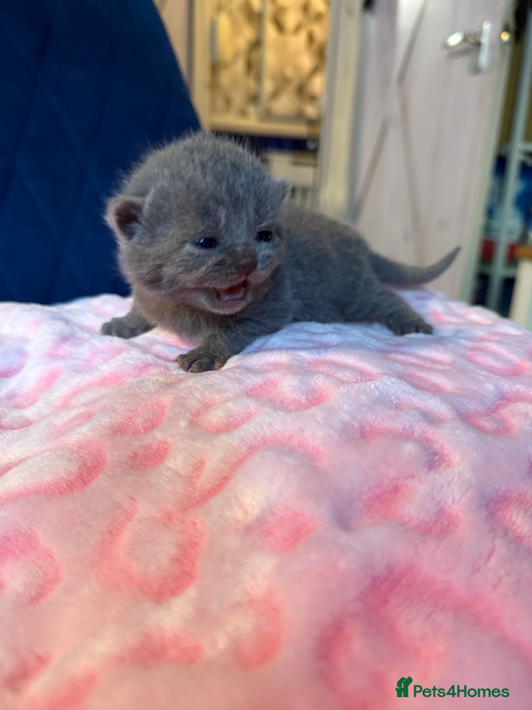 British Shorthair cats for sale: Pure British Shorthair Champion line 🥇🏆😻  - Image 28