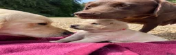 Goldador dogs for sale: One stunning goldador boy available ❤️ - Advert 27
