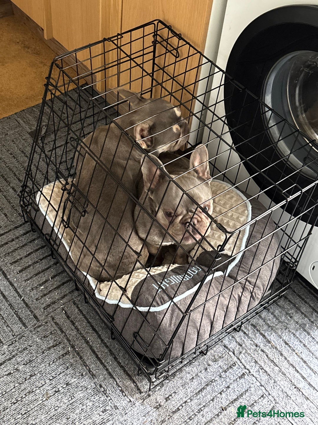 French Bulldog dogs for sale: Two bonded French Bulldogs  - Advert 2