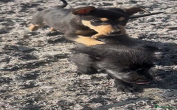 Mixed Breed dogs for sale: Bedlington/whippet Lurcher puppies - Image 15