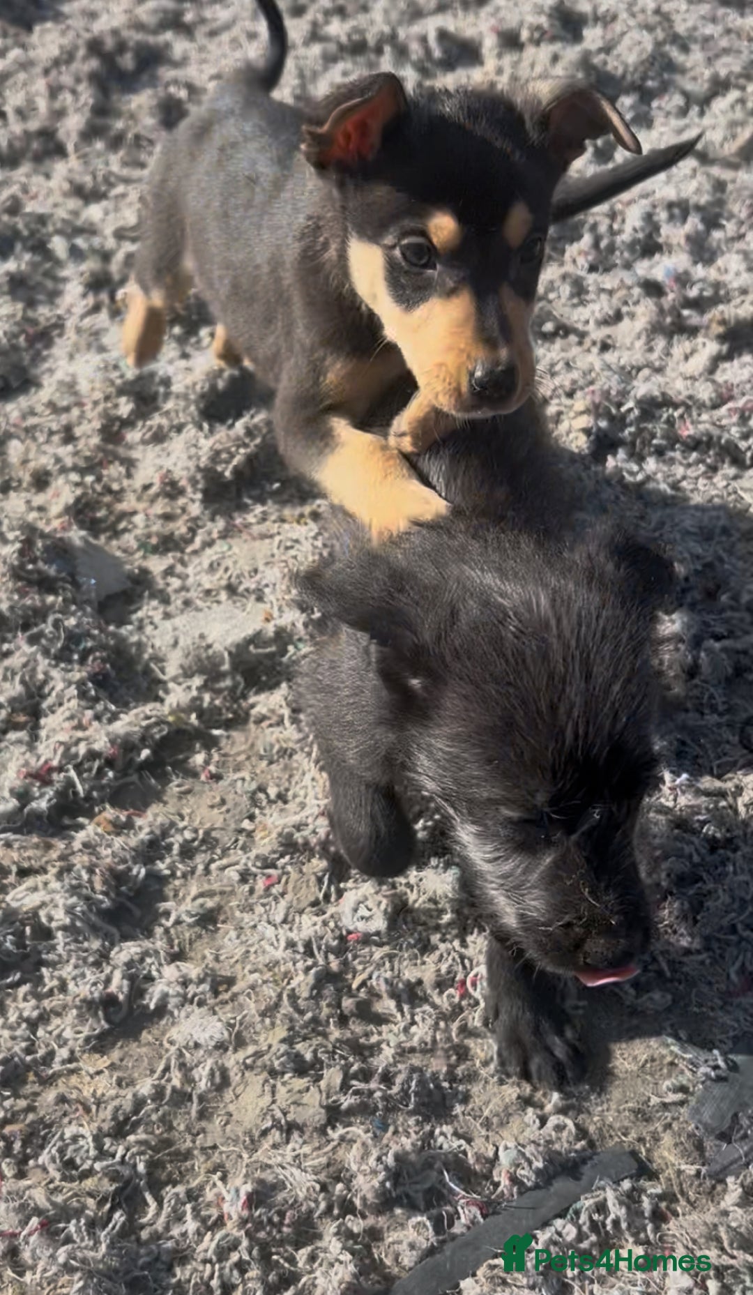 Mixed Breed dogs for sale: Bedlington/whippet Lurcher puppies - Image 15