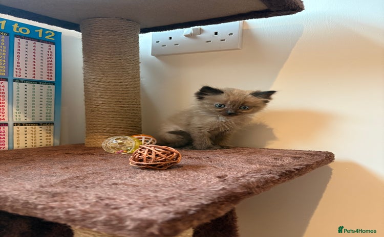 Ragdoll cats - Advert 1