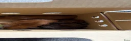 Guinea Pig rodents for sale: Guinea pigs - Advert 1
