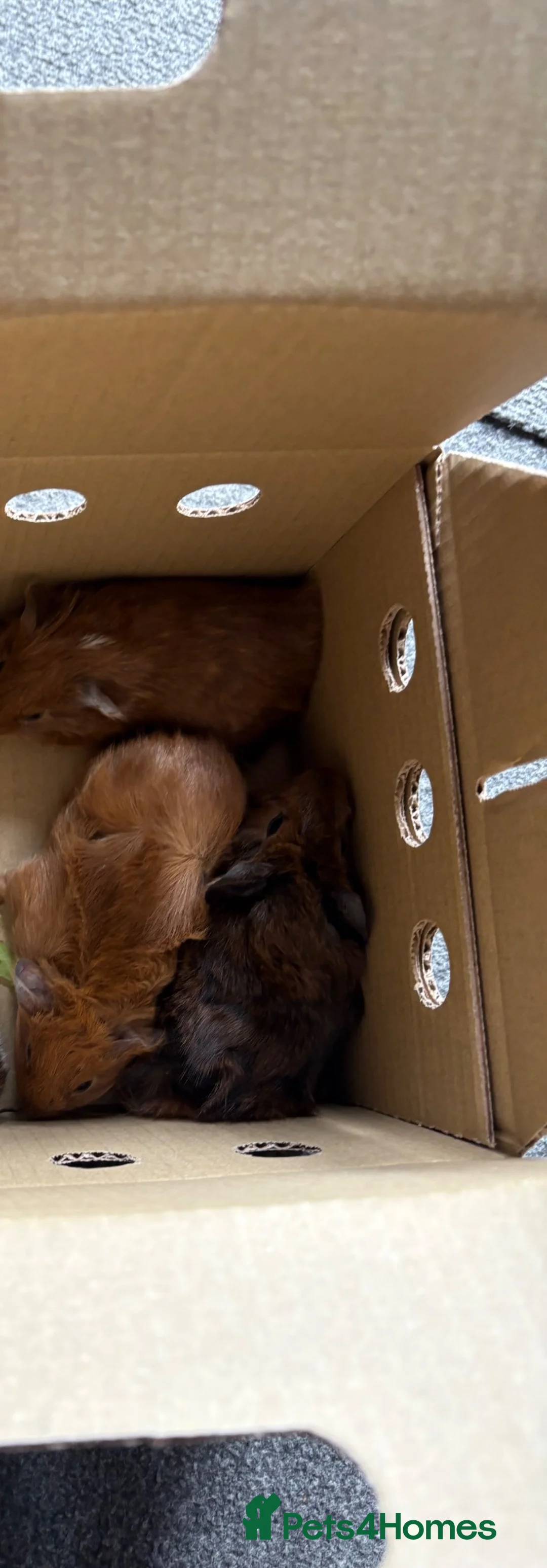 Guinea Pig rodents for sale: Guinea pigs - Advert 1