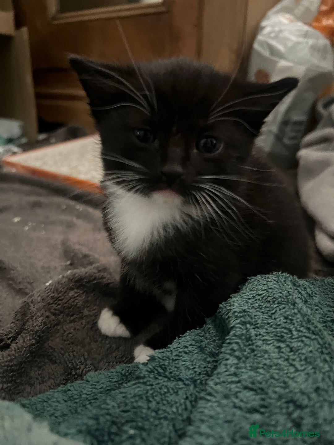 Mixed Breed cats for sale: 3 friendly kittens for sale - Image 10