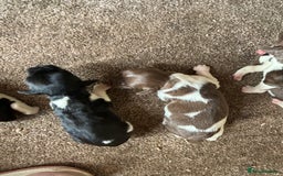 English Springer Spaniel dogs for sale: Gorgeous marked English Springer Spaniel pups  - Image 6