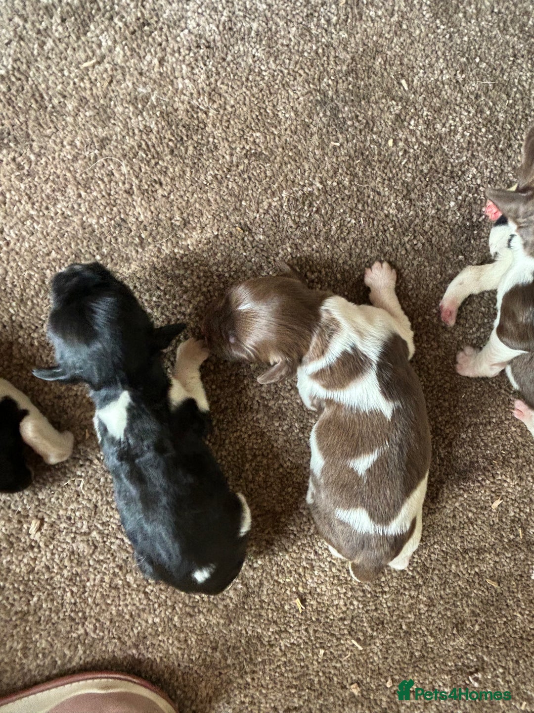 English Springer Spaniel dogs for sale: Gorgeous marked English Springer Spaniel pups  - Image 6