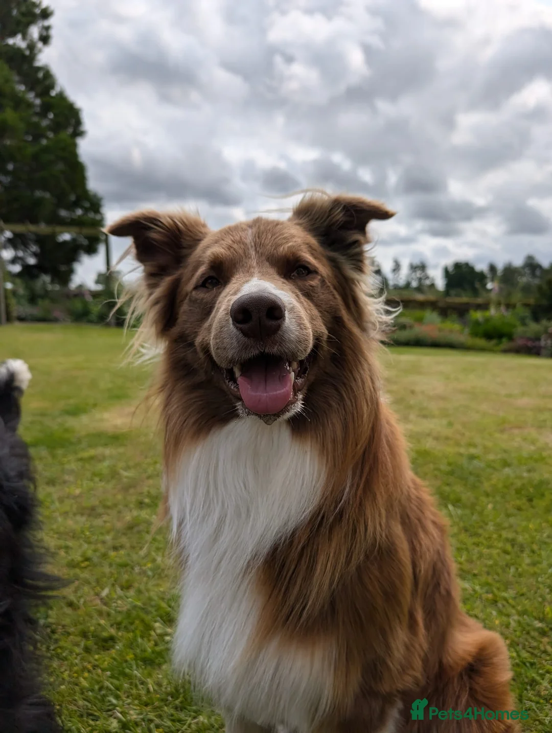 Border Collie dogs for stud: DNA cleared border collie for stud - Advert 6