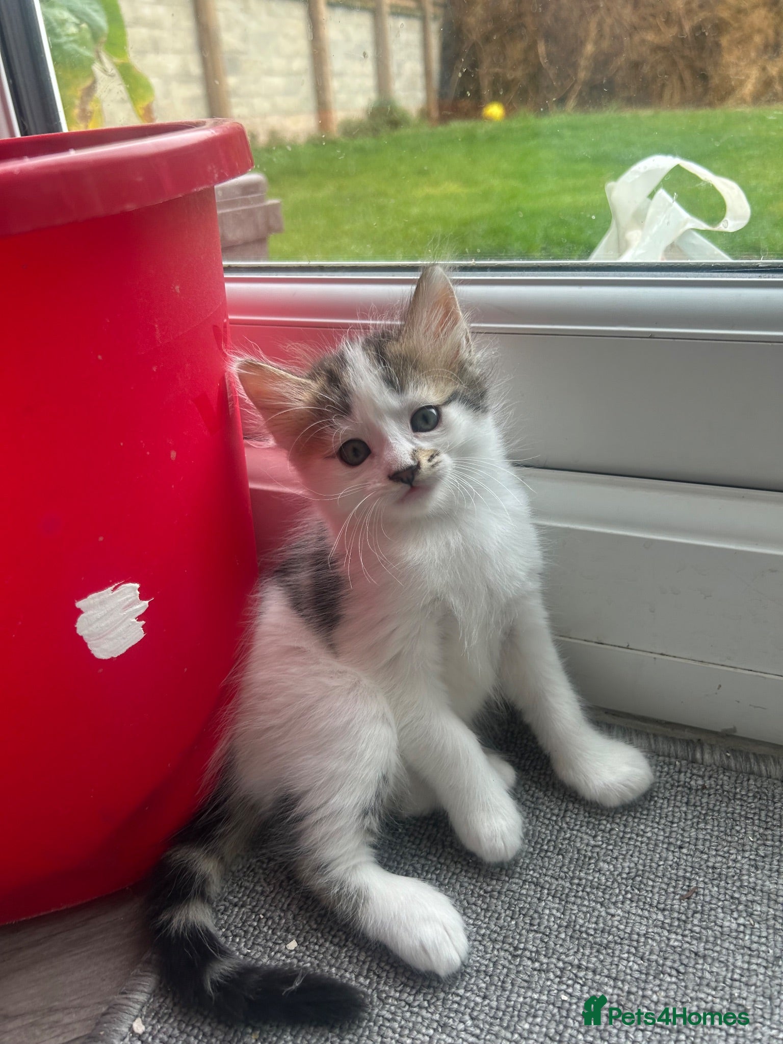Norwegian Forest Cat cats Only 2 left ! Norwegian Forrest cats  - Advert 7