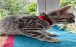 British Shorthair cats for sale: Stunning BSH Silver Female Grey Stripe Kittens - Image 6