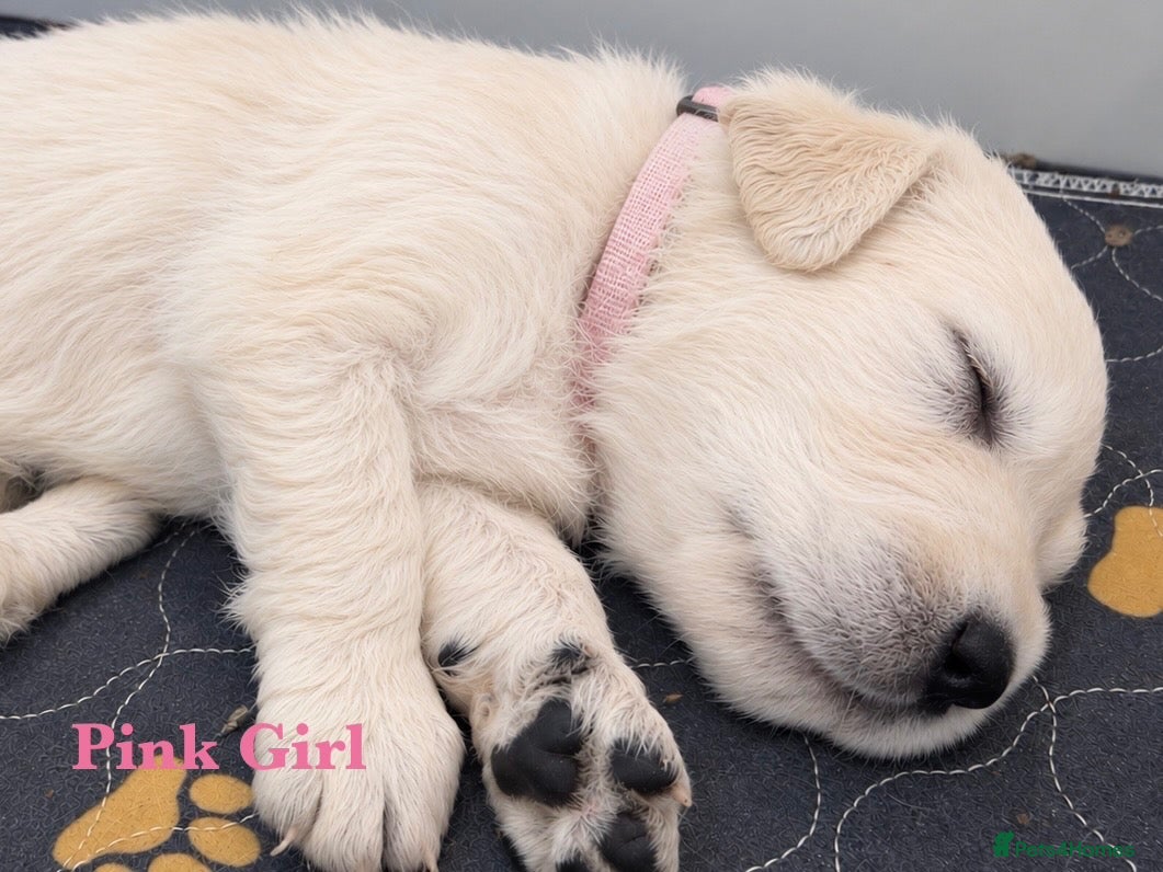 Golden Retriever dogs KC Champion line puppies from DNA tested parents  - Advert 1
