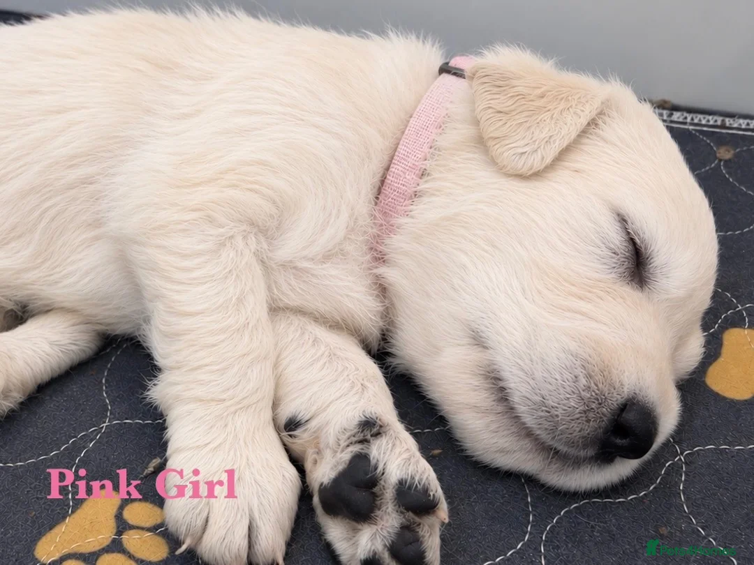 Golden Retriever dogs for sale: Last KC Champ girl from DNA tested parents 💝 - Advert 1