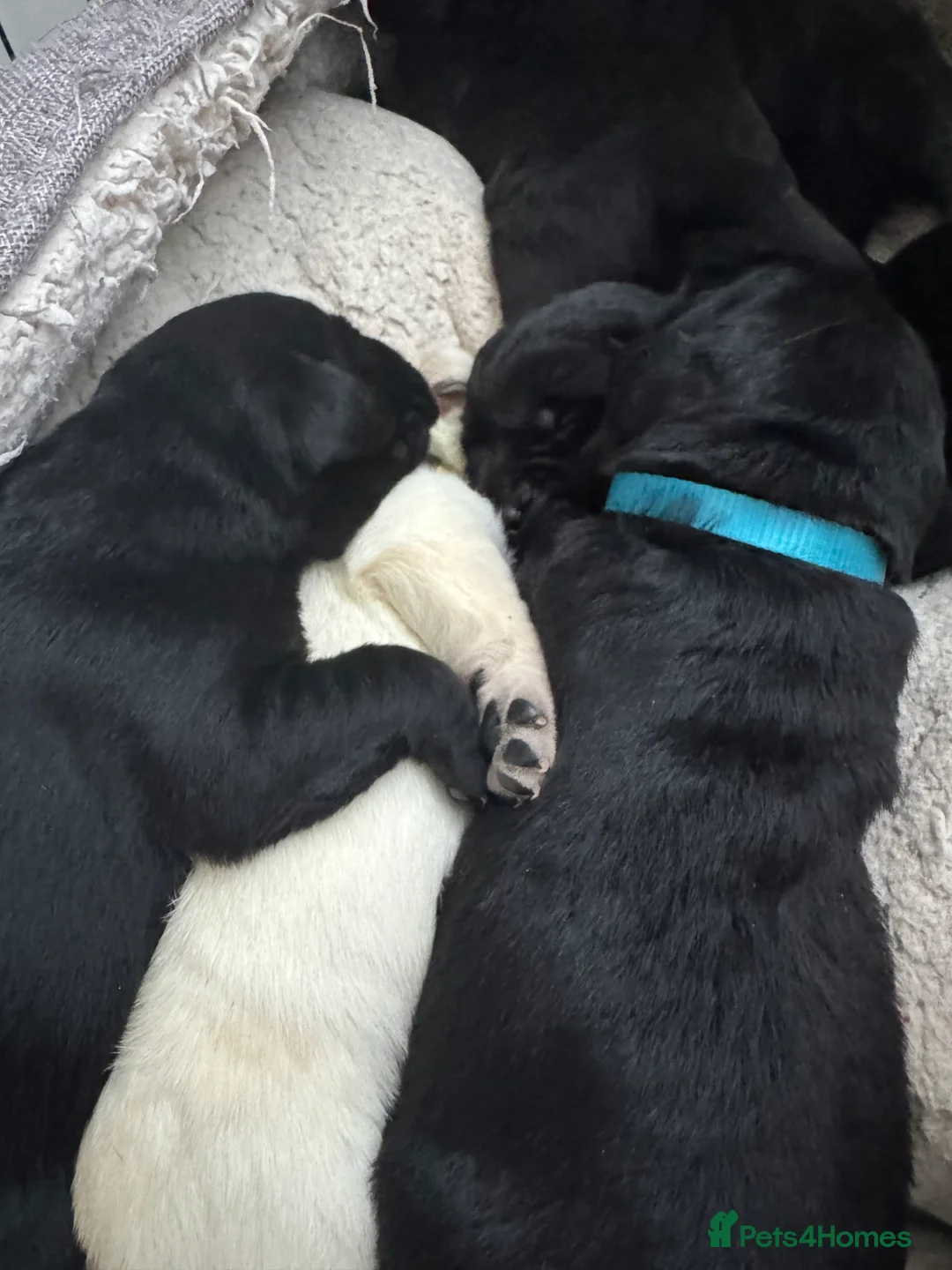 Labrador Retriever dogs for sale:  ✨ KC Registered Labrador Retriever Puppies   - Advert 20