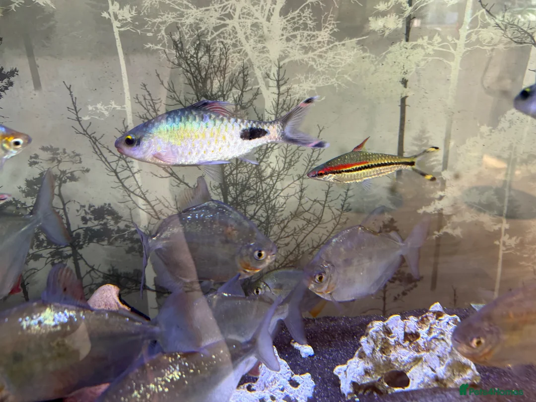 Barbs fish for sale: Two Filament Barbs for Sale - Advert 4