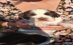 Sprocker dogs for sale: Sprocker puppies  - Image 6